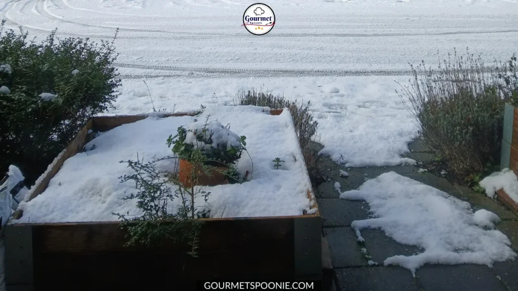 A snow-covered garden with a wooden planter box and plants, surrounded by bushes and a snowy garden path leading to a street with tire marks in the snow.
