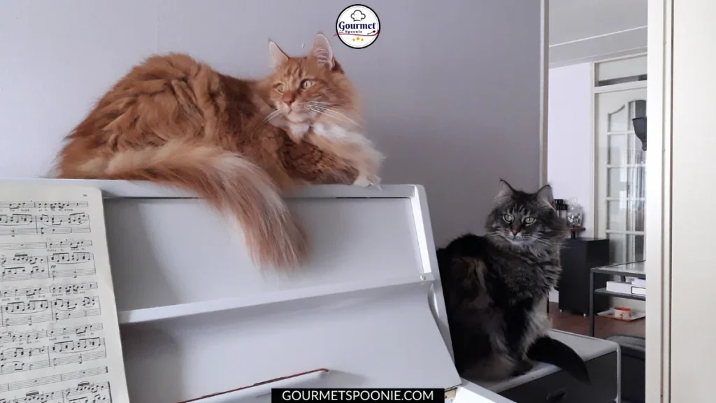 Two cats, one orange and fluffy, the other dark and long-haired, sit on and beside a white piano with sheet music. The room is softly lit, and the cats appear relaxed.