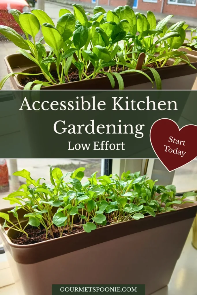 Windowsill garden with small pots of leafy greens and herbs in natural light, showing an accessible indoor kitchen gardening setup.