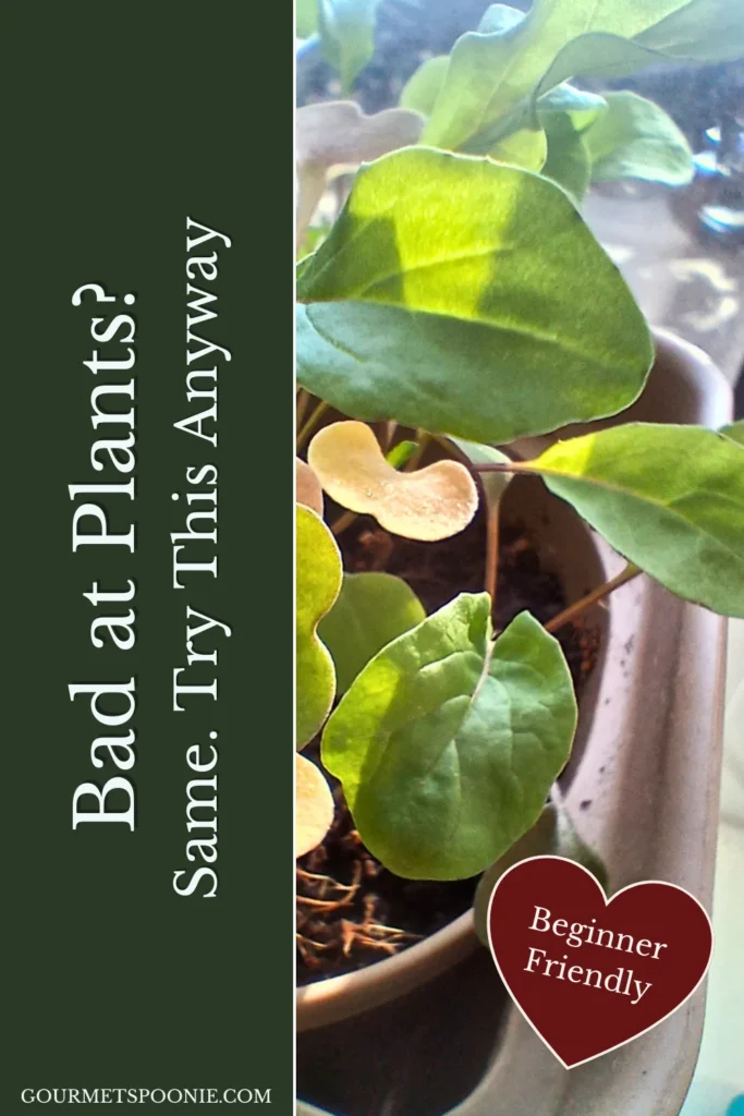 Close-up of a potted plant with green and some yellowing leaves, alongside text reading, Bad at Plants? Same. Give This a Go Anyway. Beginner Friendly.