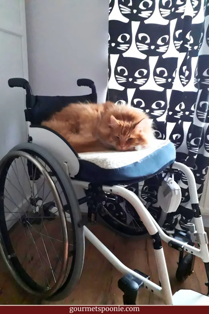 Fluffy ginger Norwegian Forest Cat sleeping in wheelchair