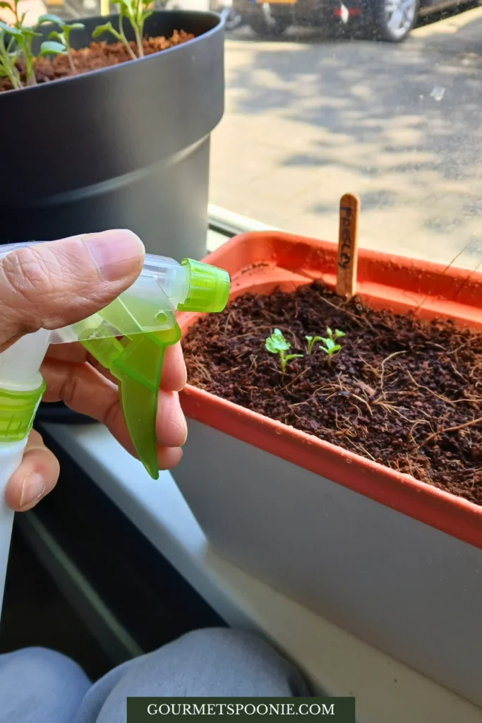 Person seated by a windowsill tending young seedlings in self-watering indoor plant pots.