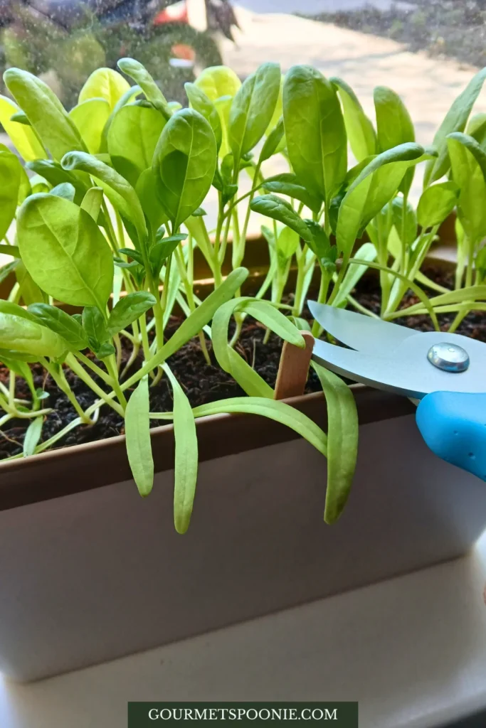 Close-up of a person using blue-handled scissors to harvest young spinach leaves from a windowsill garden in a rectangular indoor planter.