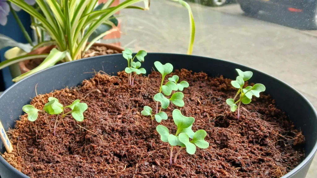 Small green seedlings growing in brown soil inside a black pot, with a houseplant and a window in the background—perfect for starting your indoor kitchen garden.