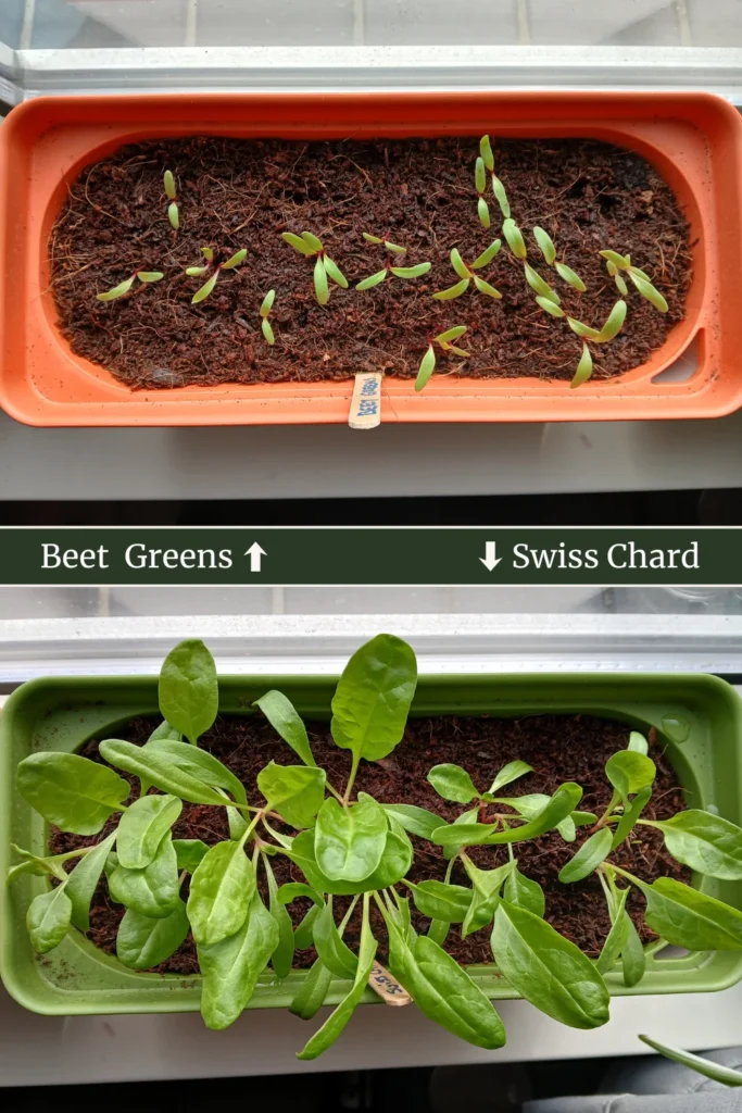 Top: Small seedlings labelled Beet Greens and Swiss Chard in a planter. Bottom: Larger, mature beet greens and Swiss chard plants in a similar planter.