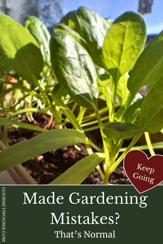Young green spinach seedlings growing in soil with a heart-shaped label that says Keep Going and text below that reads, Made Gardening Mistakes? That’s Normal.