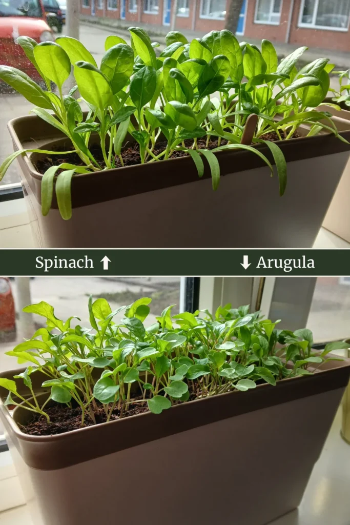 Two brown rectangular planters sit on a windowsill; the top contains spinach seedlings, the bottom contains rocket seedlings, both clearly labelled.