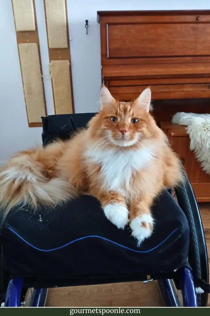 Large orange long-haired cat sitting proudly in a wheelchair inside a cosy multifunction room with piano and scratching posts in the background.