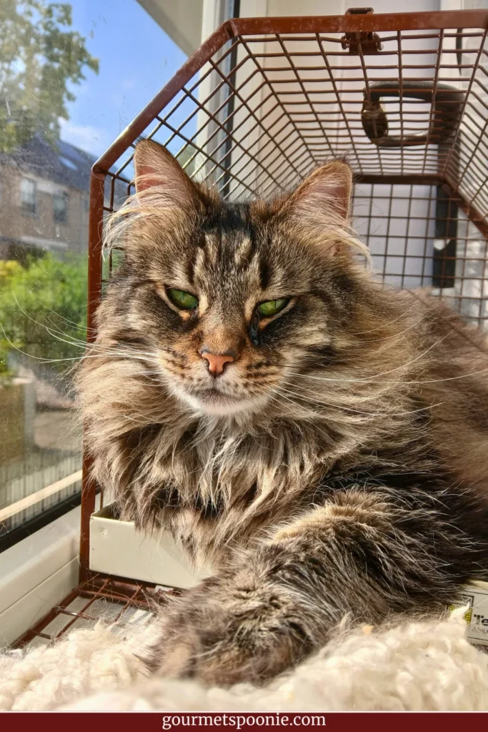 Long-haired tabby cat resting in a sunny window inside a wheelchair-accessible flat