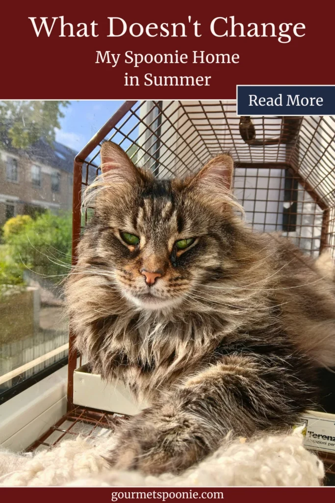Long-haired tabby cat resting in a sunny window inside a wheelchair-accessible flat