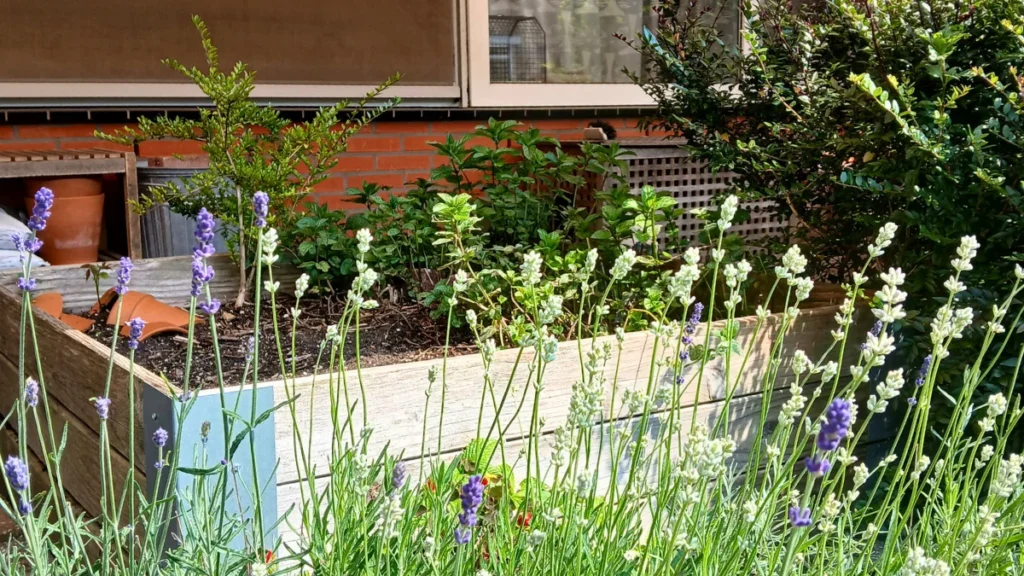 Accessible ground-floor flat in the Netherlands with raised garden beds and flowering lavender in summer sunshine.