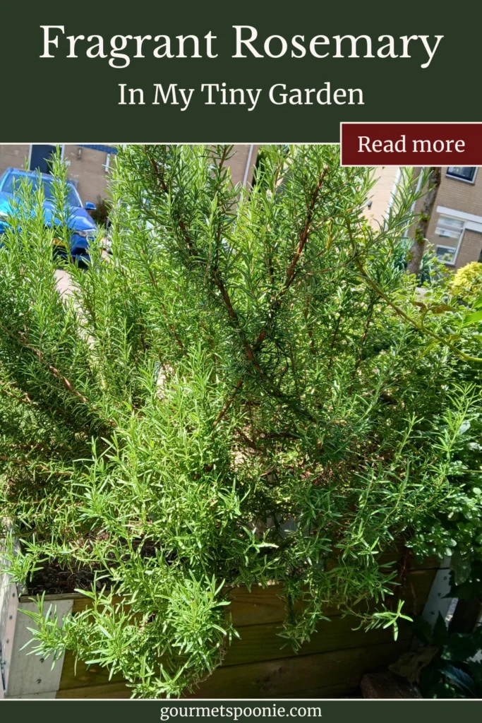 Large rosemary bush growing in a raised planter in a tiny urban Spoonie garden.
