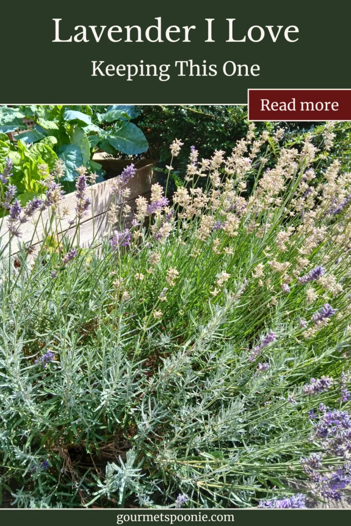 Purple lavender in a tiny urban Spoonie garden.