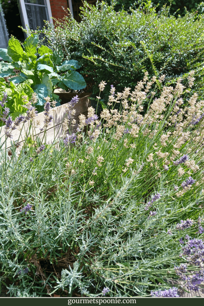 pink and purple lavender, with a lonicera hedge in the background