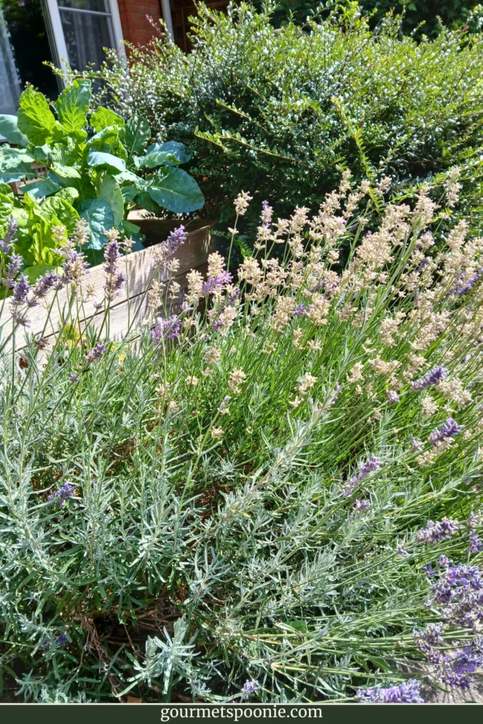 pink and purple lavender, with a lonicera hedge in the background