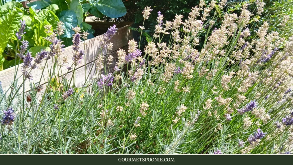 Purple lavender in a tiny urban Spoonie garden.