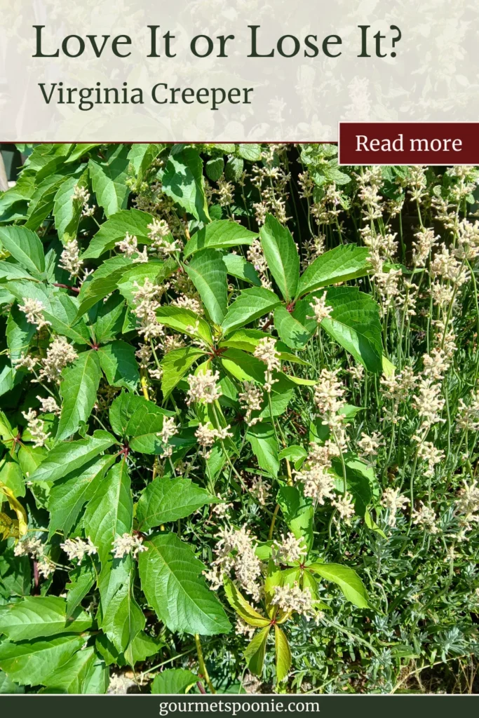 Virginia Creeper with clusters of pink lavendar growing vigorously in a tiny urban garden.