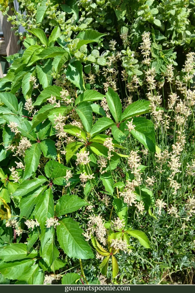 Virginia Creeper overgrowing pink lavender bushes in a tiny urban garden