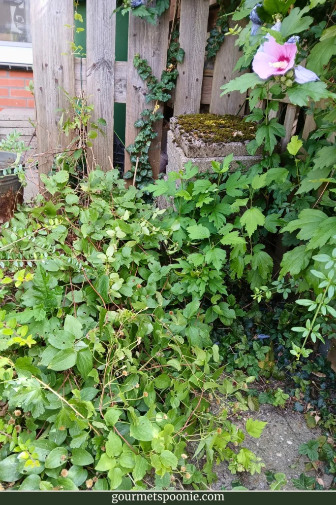 A messy corner in my tiny urban garden.